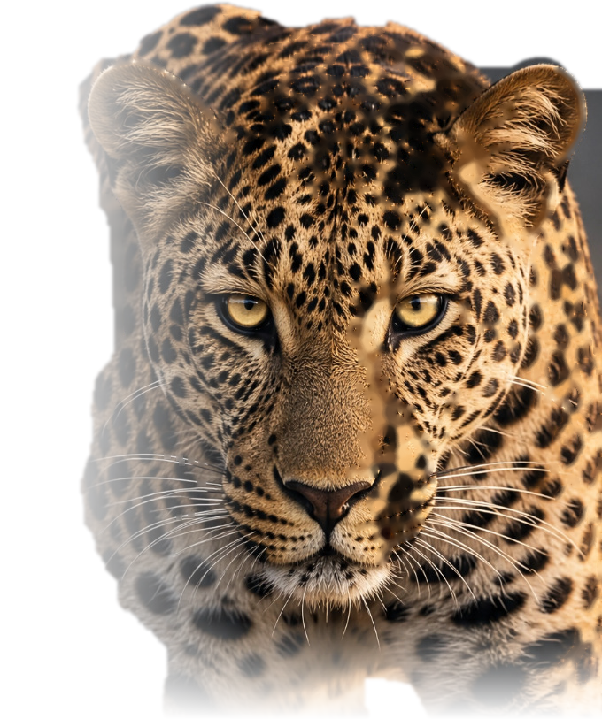 Nkwe — the leopard of Batlokwa